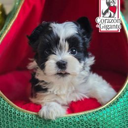 Mira - Parti female Yorkshire Terrier puppy in California from Corazon de gigante