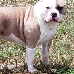 American Bullies from Impressive Bred Bullies