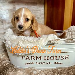 Happy - Cream male Dachshund puppy in Atwood, Oklahoma from Holder’s Doxie Farm