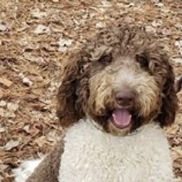 Jack  - Labradoodle