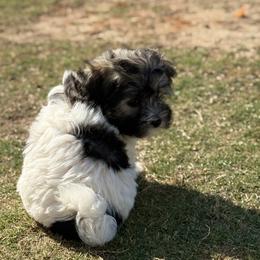Havanese and Havapoo Puppies from Happytailspuppies