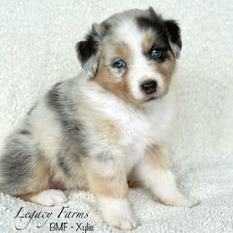 BMF - Xylie - Blue merle female Australian Shepherd puppy in Shelby, Alabama from Legacy Farms