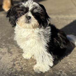 Angel - Black and white female Shih Tzu puppy in El Prado, New Mexico from Maison Petit Lion
