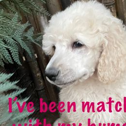 Pink-Cream Male - Cream Poodle puppy in Broken Arrow, Oklahoma from Raising Royal Standards