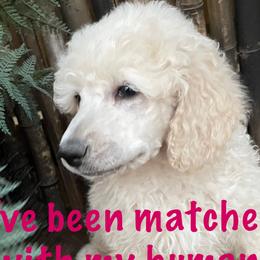 Pink-Cream Male - Cream Poodle puppy in Broken Arrow, Oklahoma from Raising Royal Standards