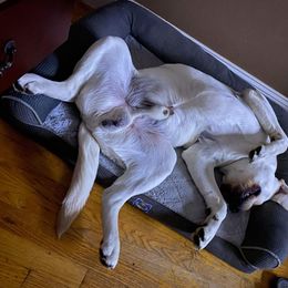 Labrador Retriever All Grown Up from Royal Ridge Labs