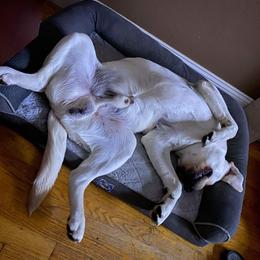 Labrador Retriever All Grown Up from Royal Ridge Labs
