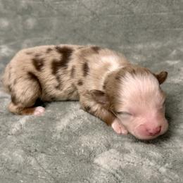 Butterscotch - Red merle female Australian Shepherd puppy in Oxford, Florida from SoCo Aussies