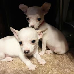 Chihuahua Puppies from Pittsburgh Paw Prints