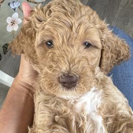 Ozzy - Apricot male Goldendoodle puppy in Gilbert, Arizona from DogHouse Doodles