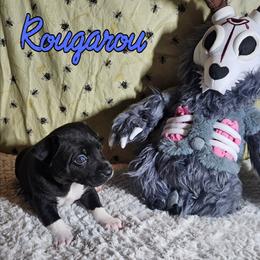 Rougarou - Black and white male Rat Terrier puppy in Lynn, Alabama from Cryptic Rat Terriers