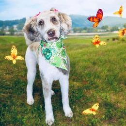 Labradoodle All Grown Up from Maple Bakin’ Doodles