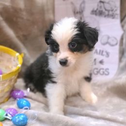Boy 3 - Miniature American Shepherd puppy in Bethany, Connecticut from Tini Thyme Mini Aussies