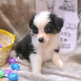 Boy 3 - Miniature American Shepherd puppy in Bethany, Connecticut from Tini Thyme Mini Aussies