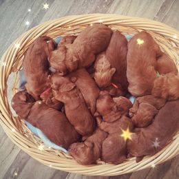 Goldendoodle Puppies from Rustic Road Doodles