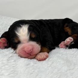 Cadence - Tri-color female Bernedoodle puppy in Fleming, Colorado from Vandenbark Doodles