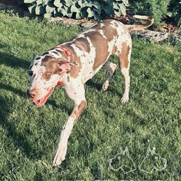 Love - Great Dane