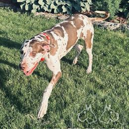 Love - Great Dane