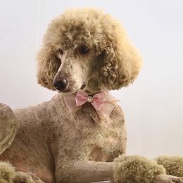April - Poodle