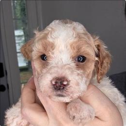 Kiki - Parti female Goldendoodle puppy in Palestine, Texas from KK's Doodle Bunch