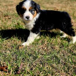 Blitzen - Black tri-color female Australian Shepherd puppy in Blairsville, Georgia from Georgia Peach Aussies