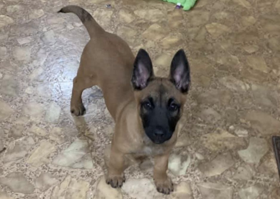 Clark's Belgian Malinois in Alabama Belgian Malinois puppies Good Dog