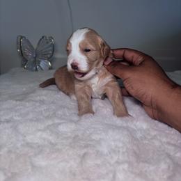 Girl 1 - Red  female Goldendoodle puppy in Fort Myers, Florida from Gandystailsofjoy