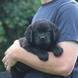 Louie - Black male Labrador Retriever puppy in Morriston, Florida from Penny Lane Labradors