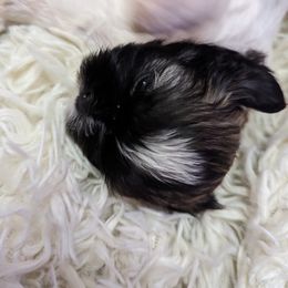 Shih Tzu Puppies from We Shih Tzu Not!