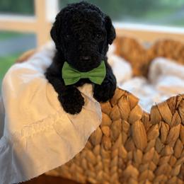 Green - Black male Goldendoodle puppy in Ranger, Georgia from Muscadine Meadows Poodles and Doodles