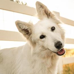 Orleanka - Berger Blanc Suisse
