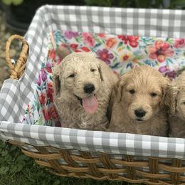 Goldendoodle, Schnoodle, and Sheepadoodle Puppies from Dood Ranch