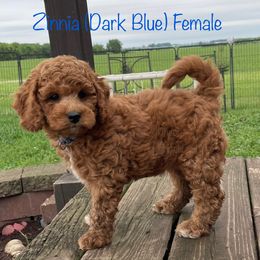 Zinnia - Red  female Goldendoodle puppy in De Pere, Wisconsin from Kinzor Kennels