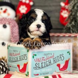 Australian Labradoodle, Cavapoo, and Goldendoodle Puppies from Deer Creek Labradoodles