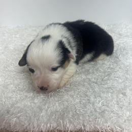 Indy - Black and tan female Pembroke Welsh Corgi puppy in Hillsville, Virginia from Bonderosa Kennels