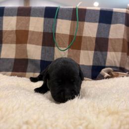 Green - Black female Labrador Retriever puppy in Middleton, New Hampshire from Tag Hollow