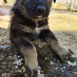German Shepherd Puppies from Reddington Shepherds