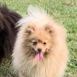 Catahoula Leopard Dogs, Cocker Spaniels, and Pomeranians from Rich Cat’s