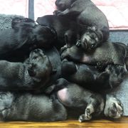 Standard Schnauzer Puppies from Highbrow Standard Schnauzers
