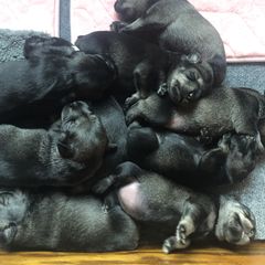 Standard Schnauzer Puppies from Highbrow Standard Schnauzers