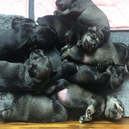Standard Schnauzer Puppies from Highbrow Standard Schnauzers
