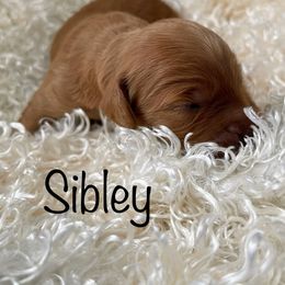 Goldendoodle Puppies from Ming’s Dynasty Doodles