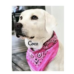 Labrador Retriever puppies from Five Star Labradors