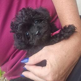 Twinkle Toes - Black female Poodle puppy in Mapleton, Utah from Caboodles Of Poodles
