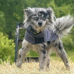 Border Collies, Miniature Australian Shepherds, and Pomeranians from Akins Aussies/Wild Rose Ranch