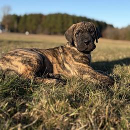 Penelope - Brindle female Great Dane puppy in Scottsburg, Virginia from Virginia Great Danes