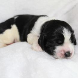 Birch - Black and white male English Springer Spaniel puppy in Lexington, South Carolina from House Tiner Springers
