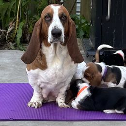Buttercup - Basset Hound