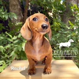 Rachel - Red female Dachshund puppy in Royse City, Texas from Truehearted Miniature Dachshunds