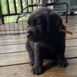 Yellow Female - Chocolate female Labrador Retriever puppy in Bella Vista, Arkansas from Havenwood Labradors